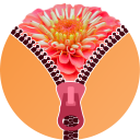 Zinnia